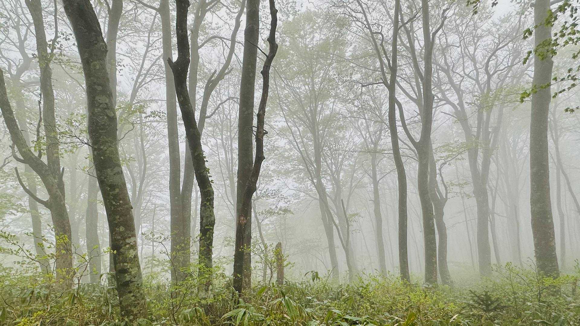 朝からの雨☔️