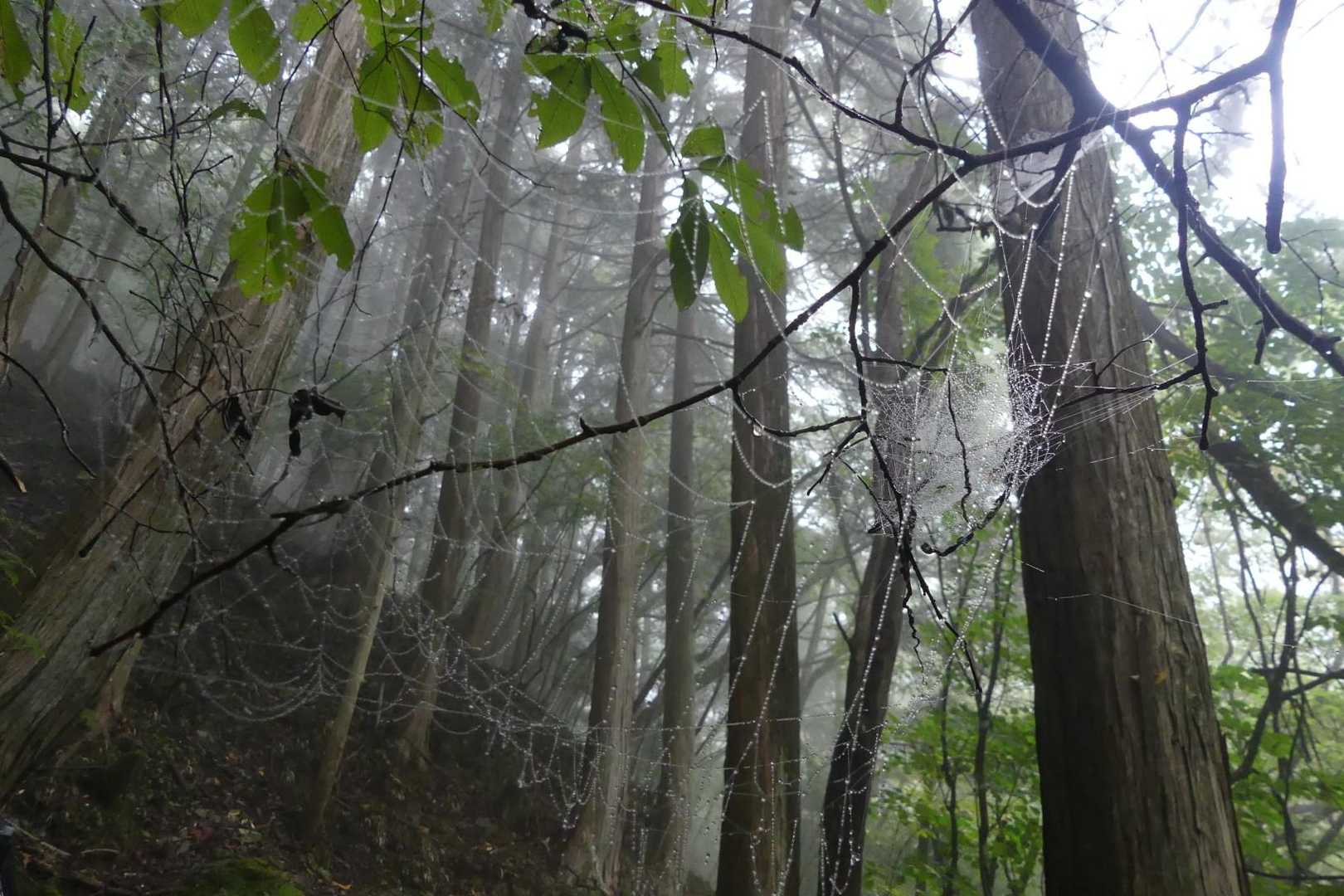 笹ヶ峰 往復コースの写真