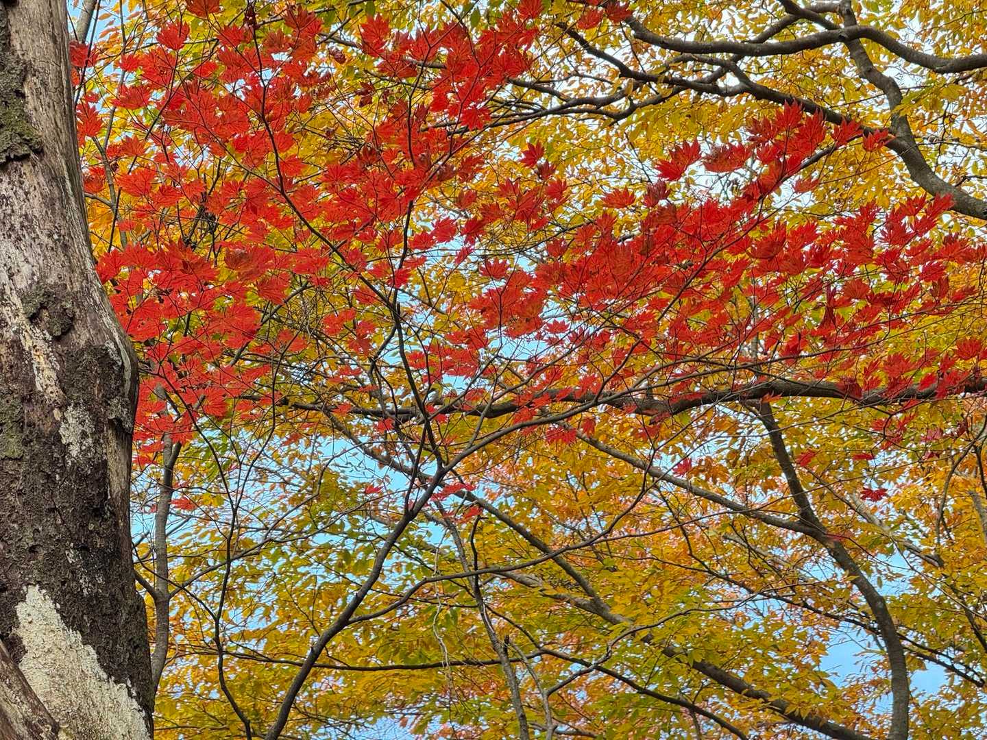 🍁