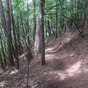 こんな感じの登山道を行きます