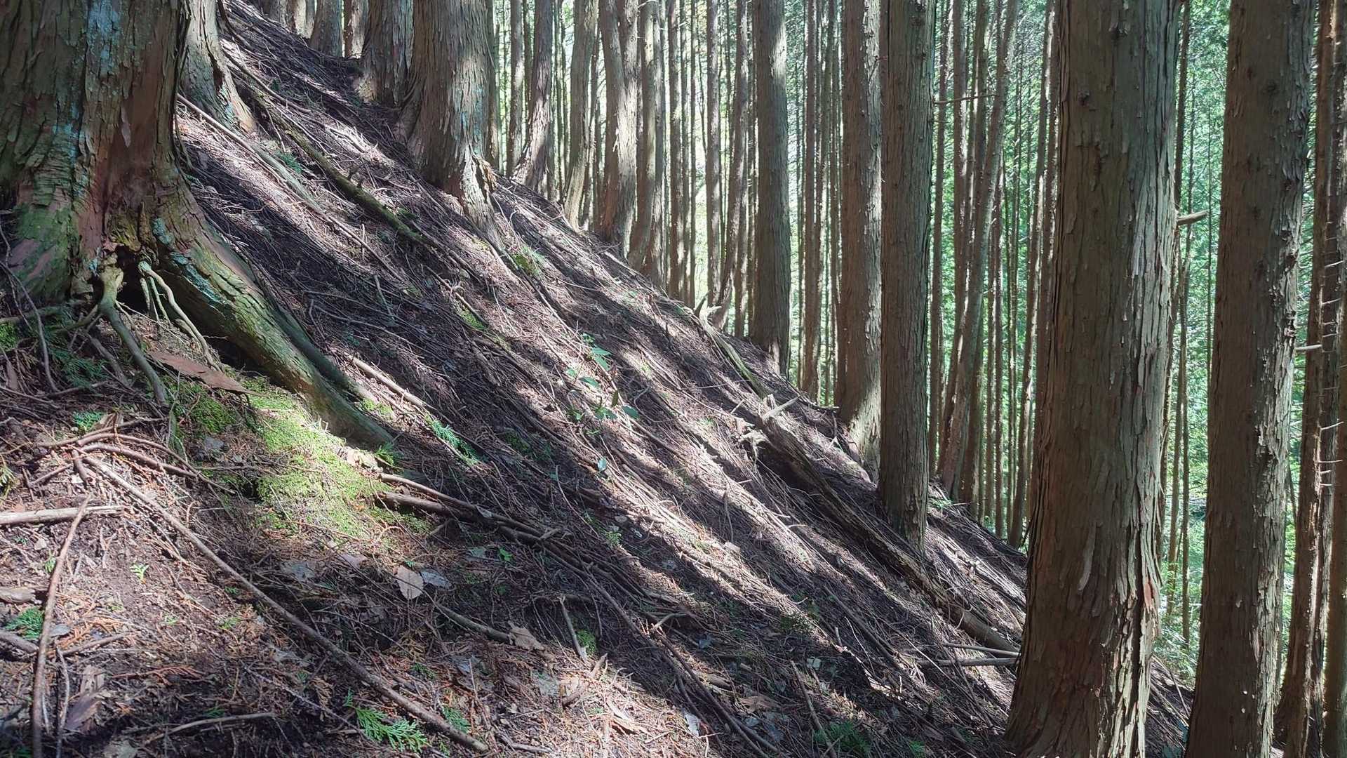 こげな斜面を九十九折で登ります。