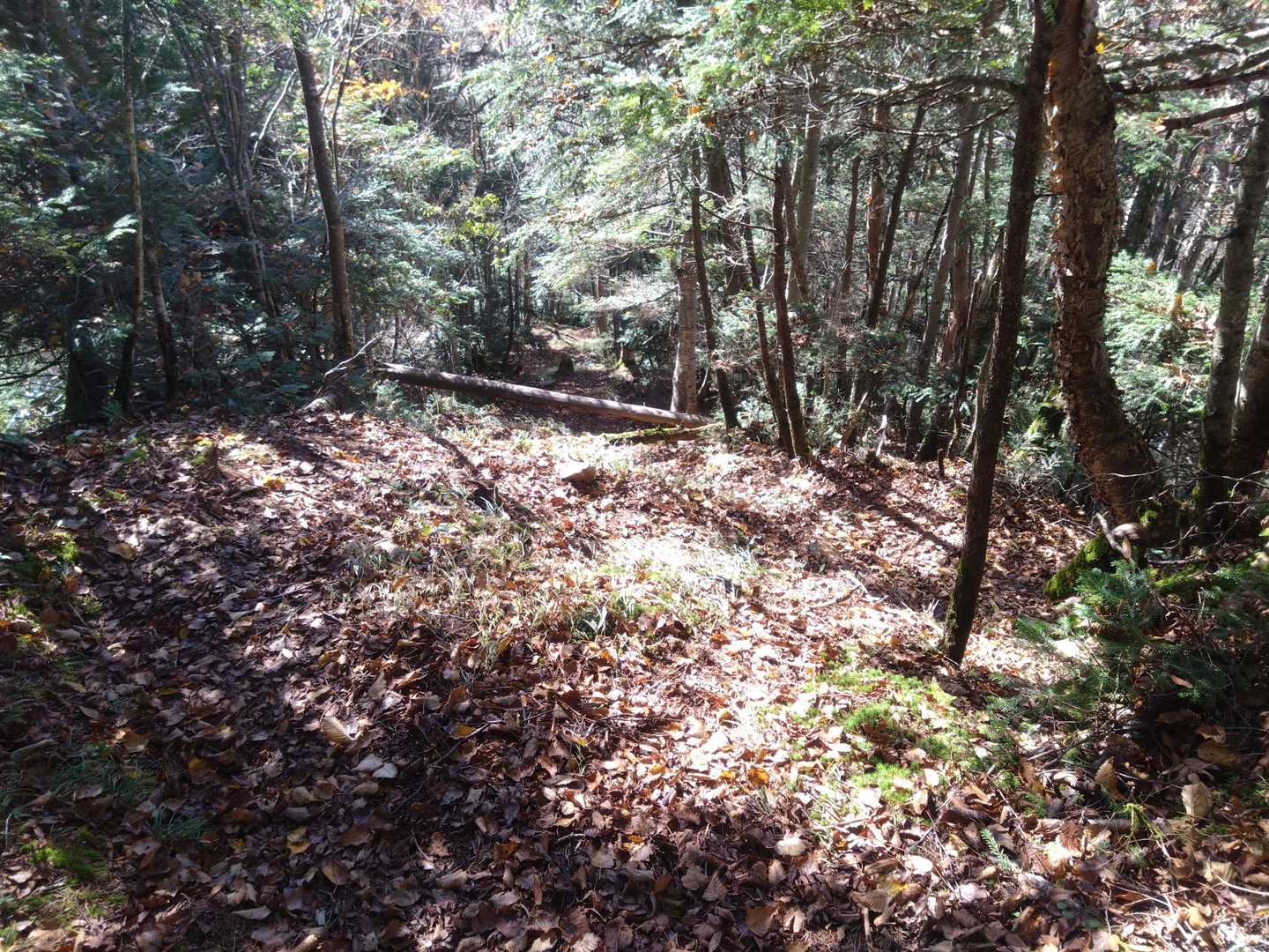栃百の中でもトップクラスの急斜面でした
まだ全部行ってませんがw