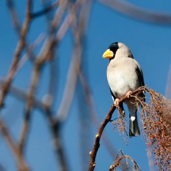 イカルんがたくさんいるねぇ