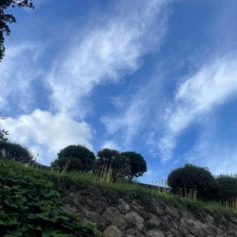 彼岸花が咲きかけていてもう秋ですね🍂