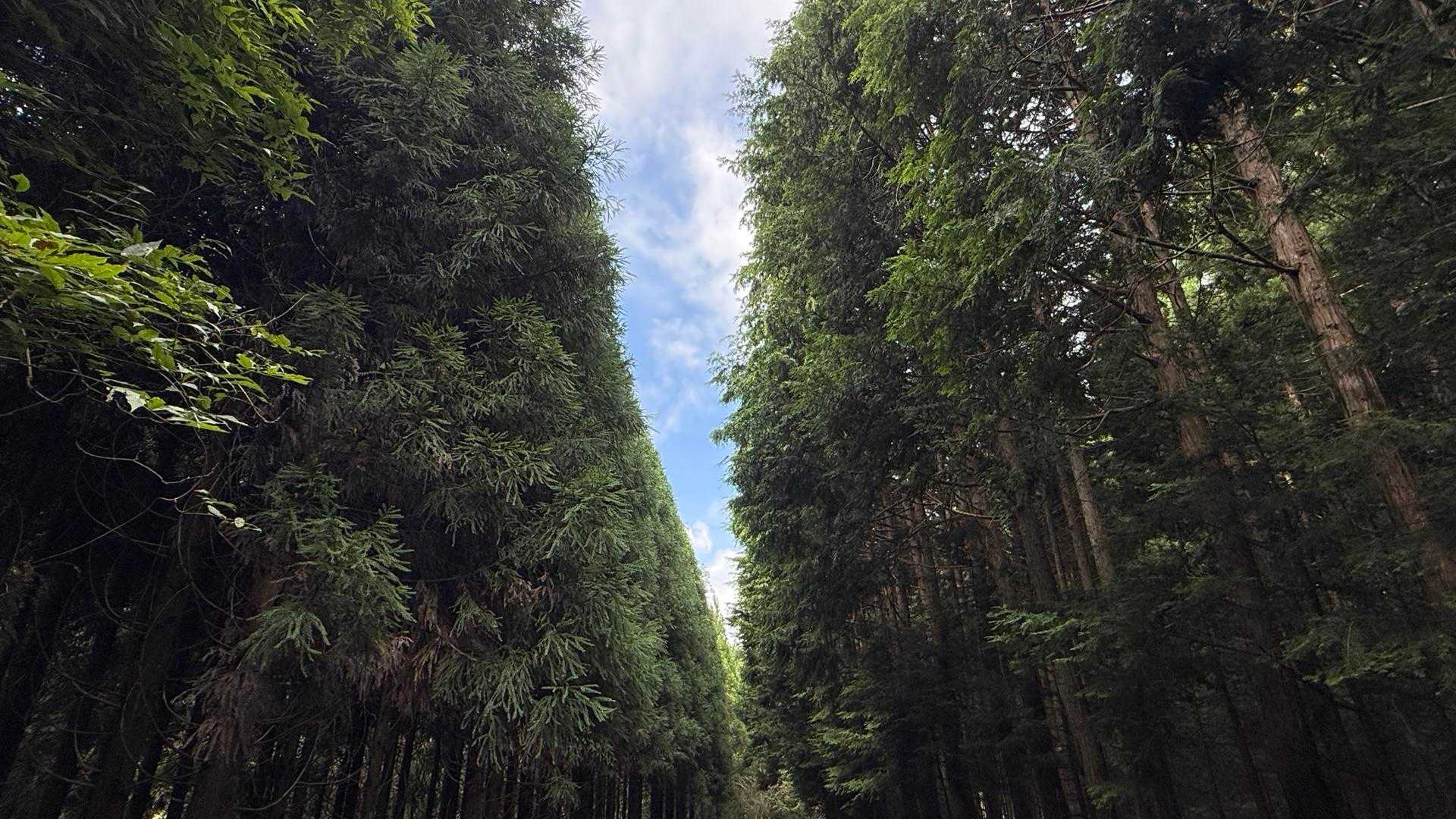 角ヶ仙 周回コースの写真