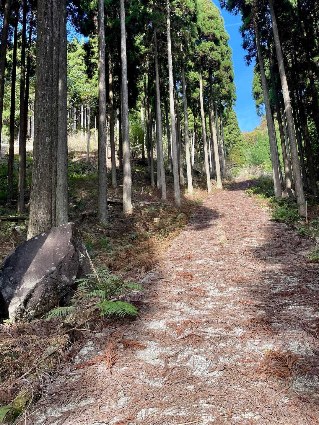 作業道を登る