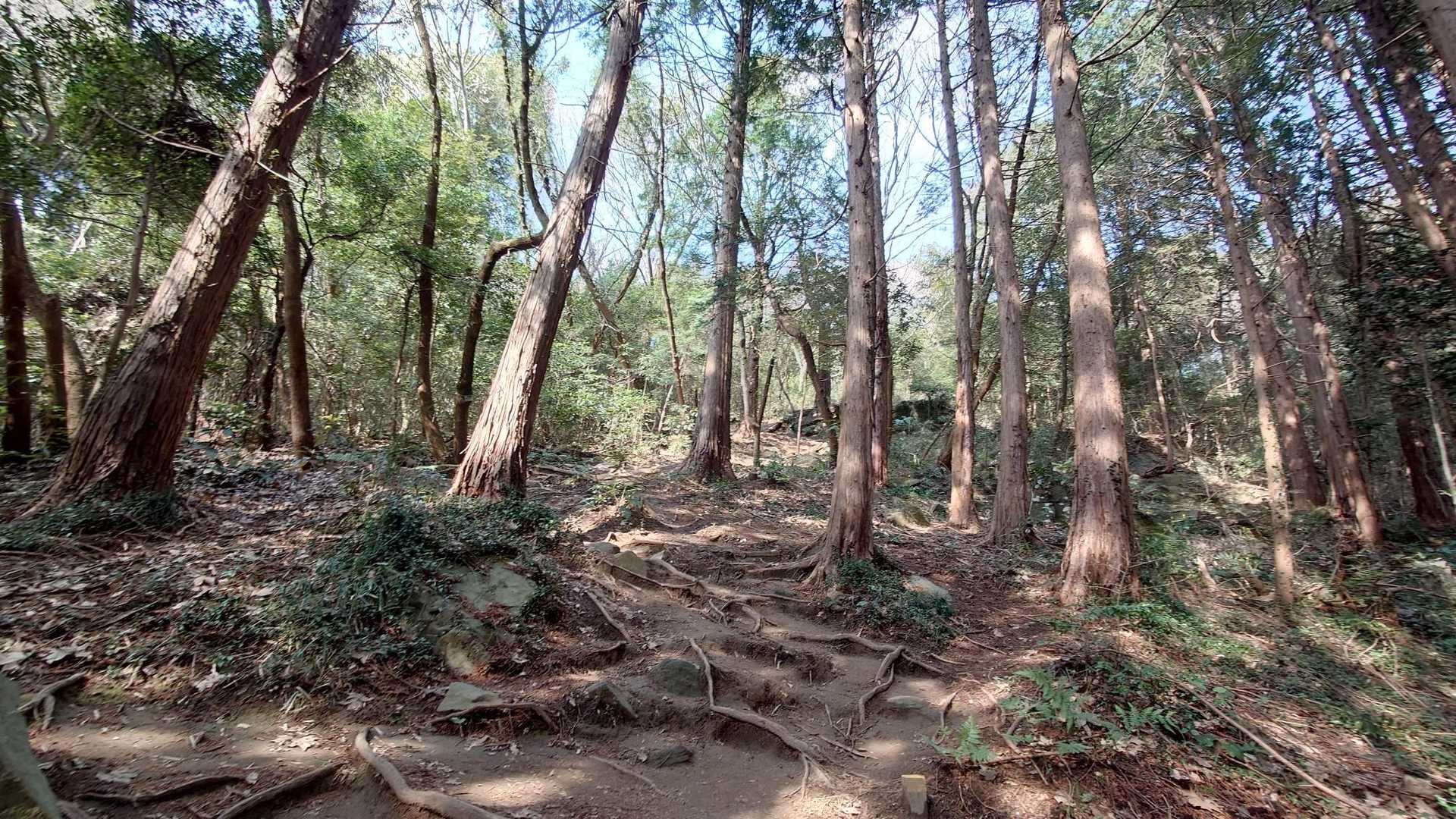 尖浅間山 周回コースの写真