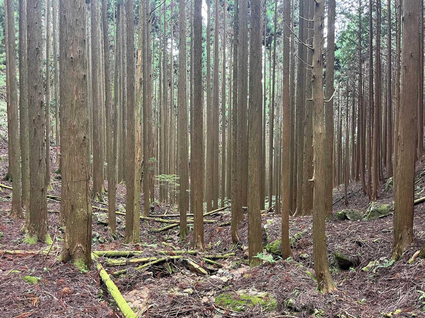 下山です。
なんともあっさりとした山でした。
とくに難所はなかったです。
気を抜いてると道を間違えました。

次の山へ向かってクルマ移動。