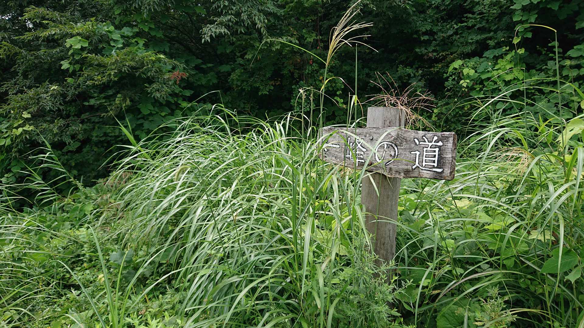 羽山神社 入口からすぐ先に峰の道
草ぼうぼうで敬遠しがちですが