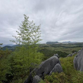 平尾台には珍しく竹