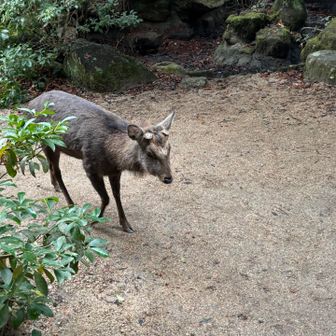 そして‥
目の前を鹿さんが横切るっ。
もう慣れました〜😄