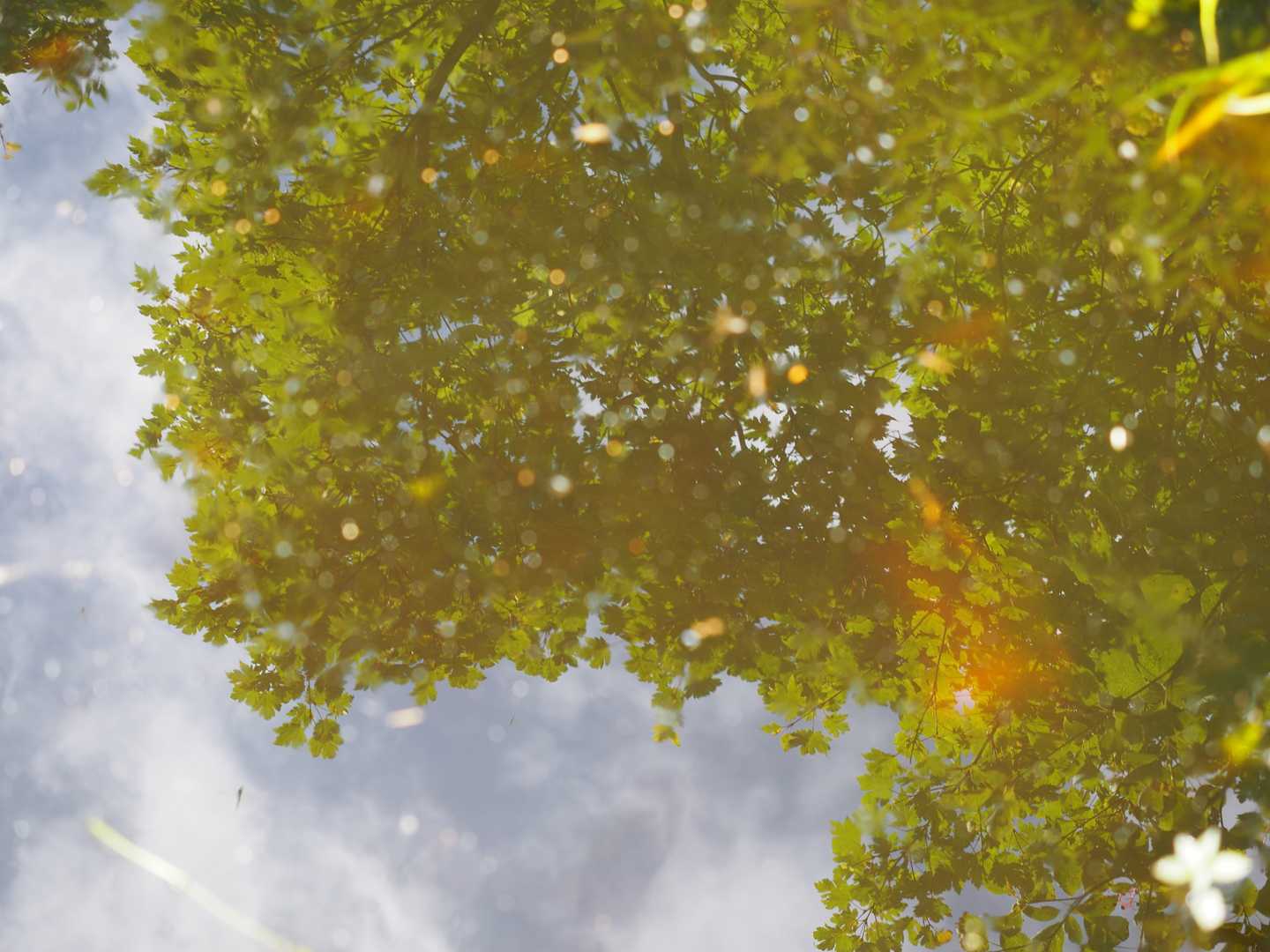 水たまりを撮ったら少し幻想的に✨
