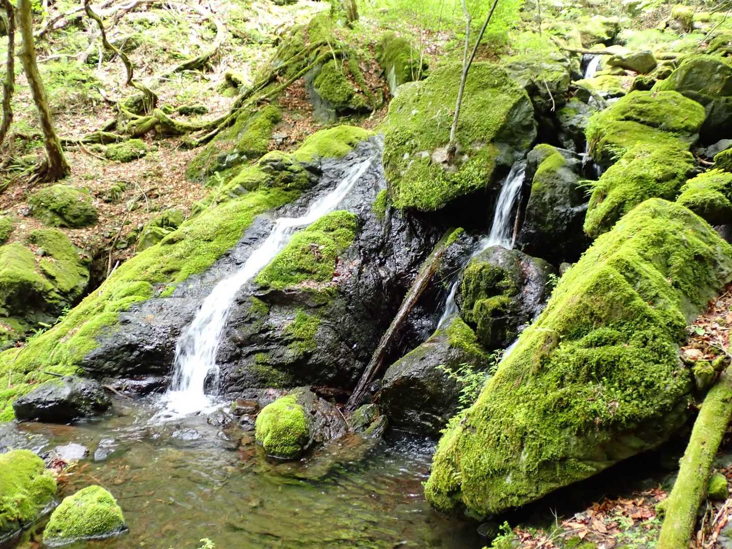大岳沢ルートは、冬季は危ないようですが、この時期は苔が美しいです。