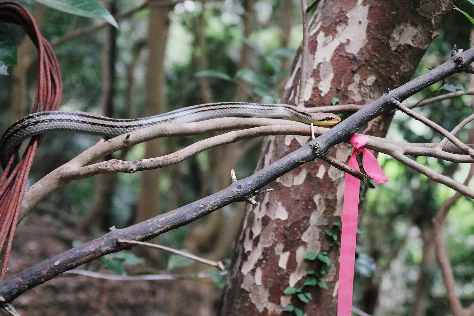 🐍
