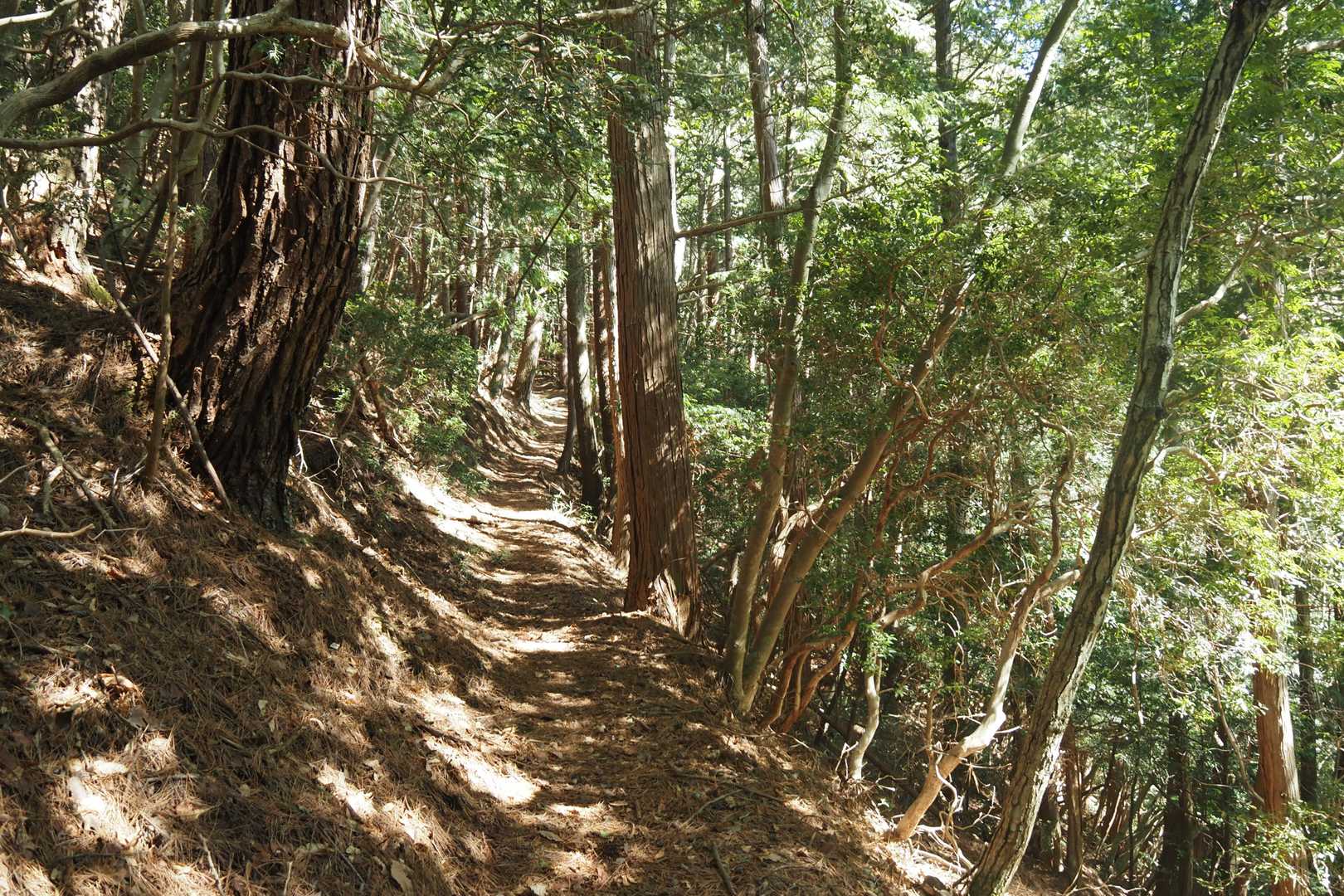 稱名寺-柚野山 周回コースの写真