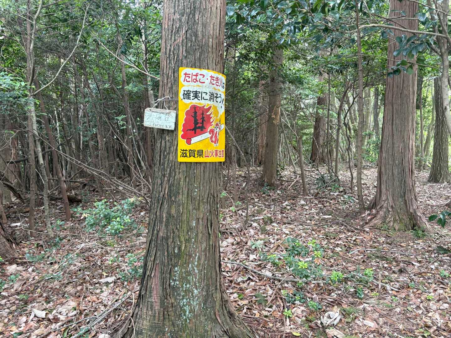 立木山-袴腰山 往復コースの写真