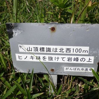 ここからヒノキ林へ