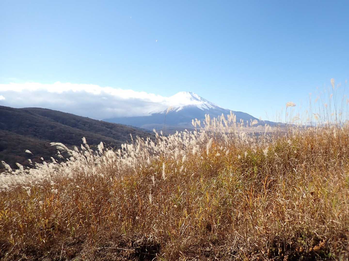 ススキ越しの富士山