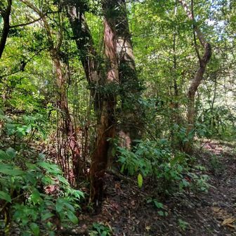 え〜〜〜根古峰どこ〜？道標ないからわからない！でもYAMAPでは踏んでる