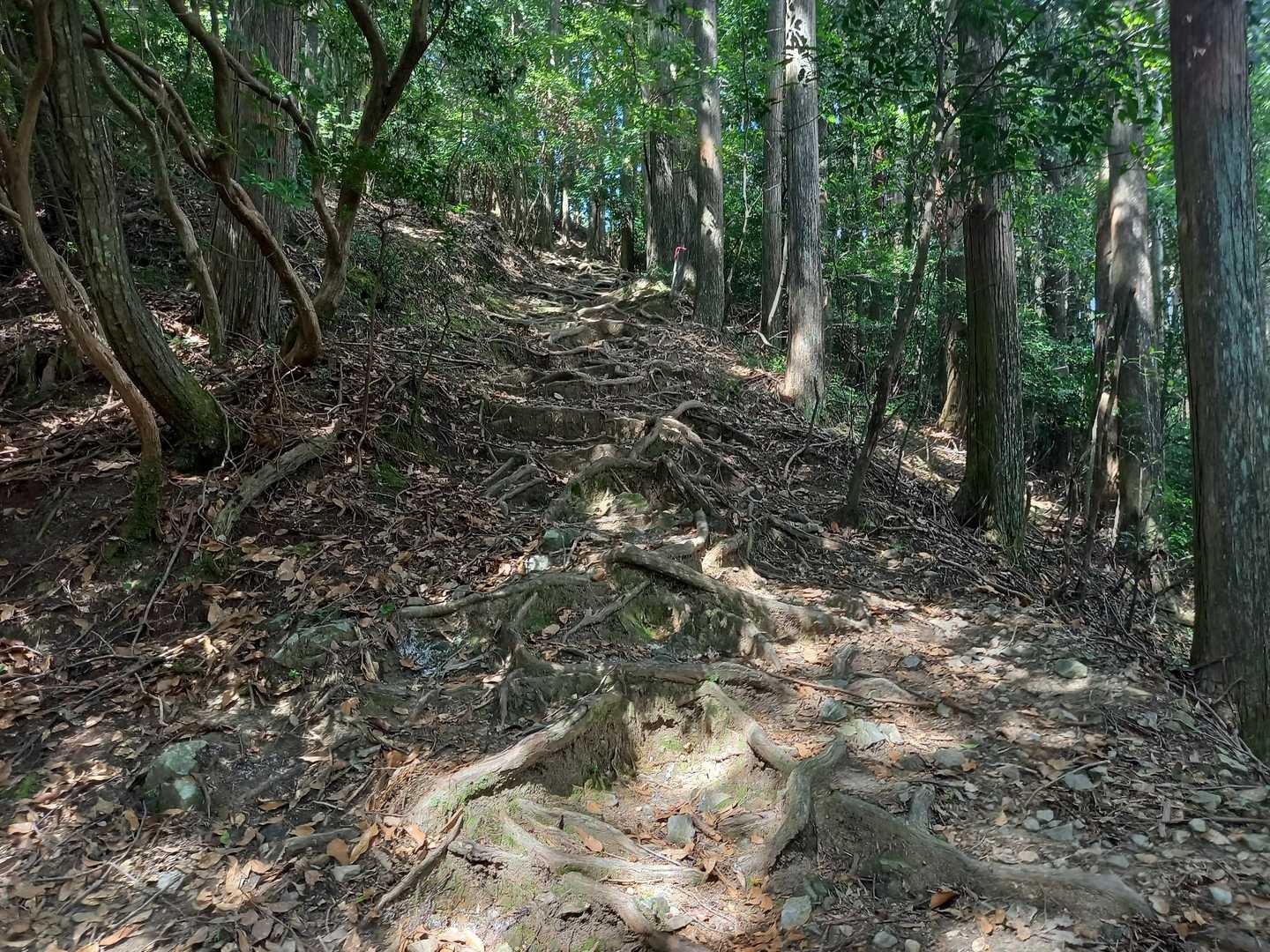 結構急登でした😅