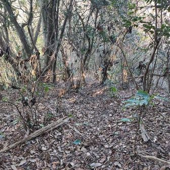 頂上の裏にある尾根道の始まり。

なんとなく踏み跡は分かります。