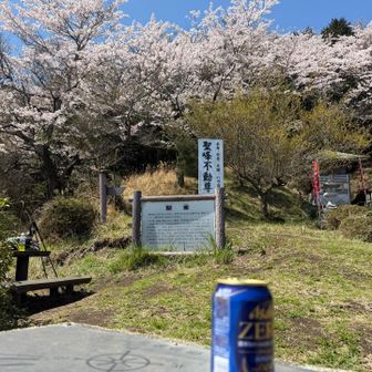 桜🌸とビール🍺