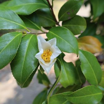 白い椿