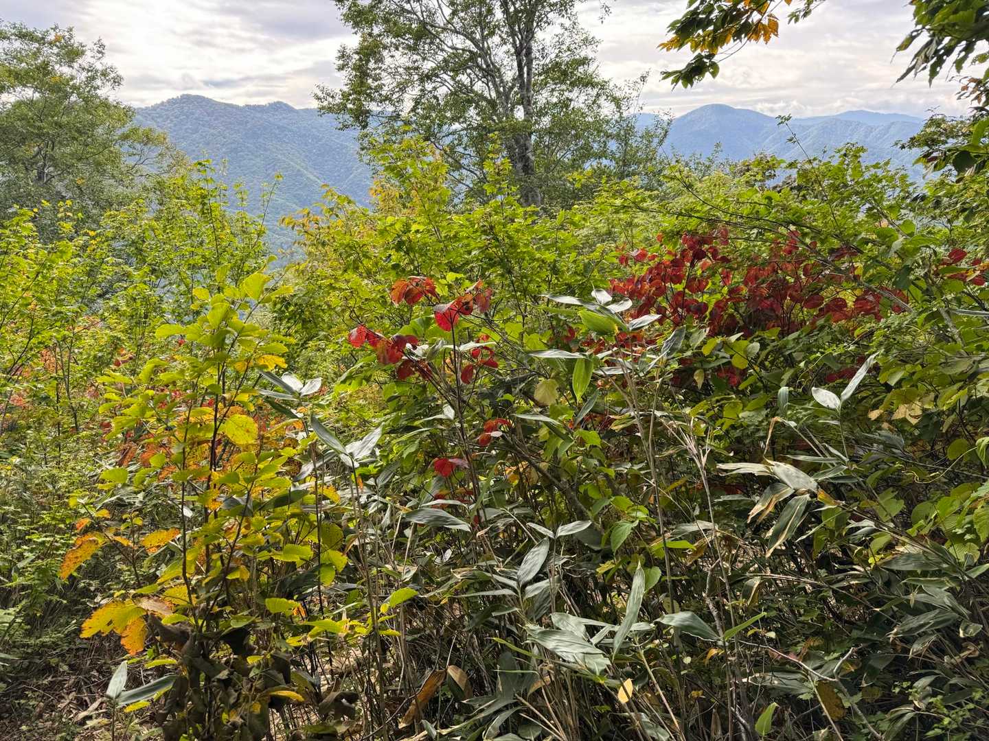 登ってくると、遠くの山々が見えました✨