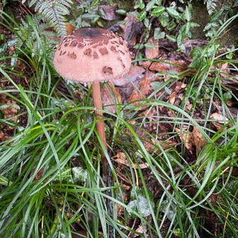 薬王院手前で巨大なキノコ🍄‍🟫を発見🫢