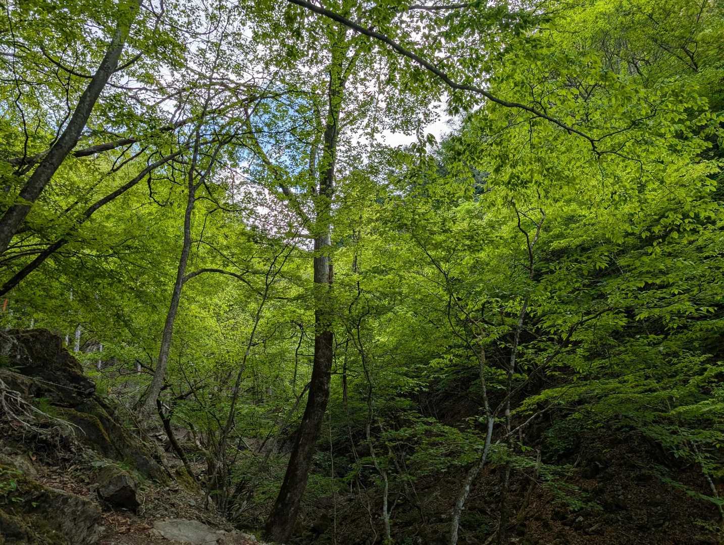山頂近くになると特に新緑の美しい道が続きます。