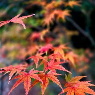 紅葉名残惜しい🍁今年もたくさん見れて大満足😇