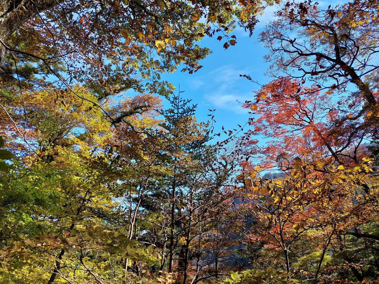 見事な紅葉～♪