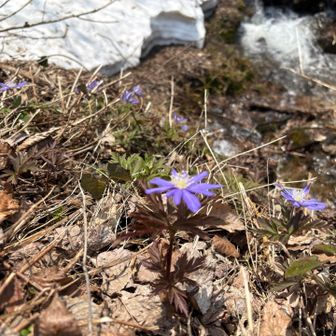 花が咲いていました。