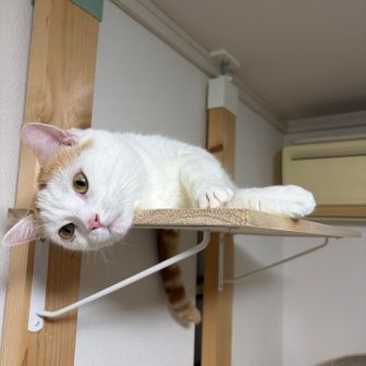 フロー
