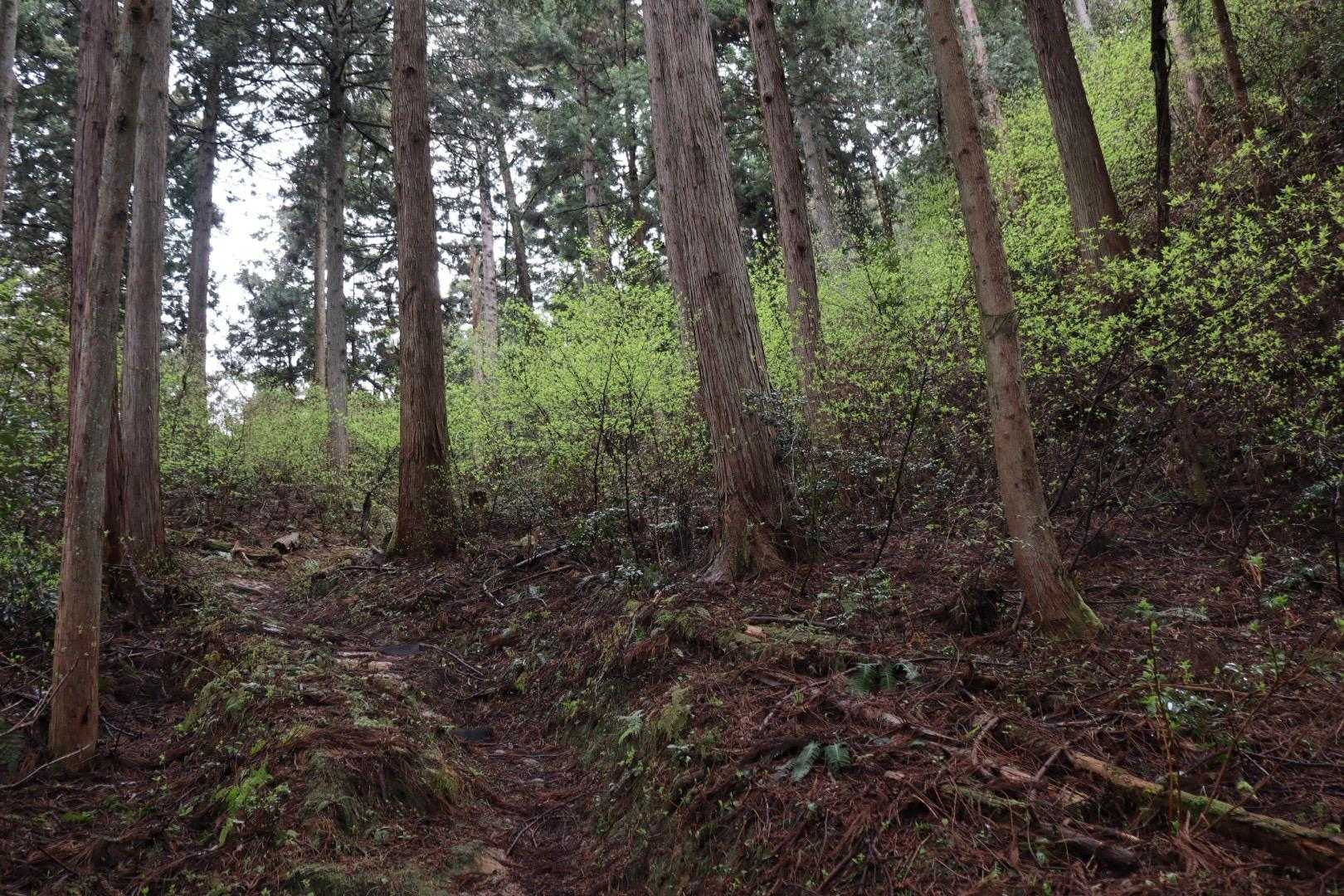 「②吉野ヶ岳」は暗い杉林からのスタート。

ミツマタの森🌳ではなくクロモジの森が眩しかったです