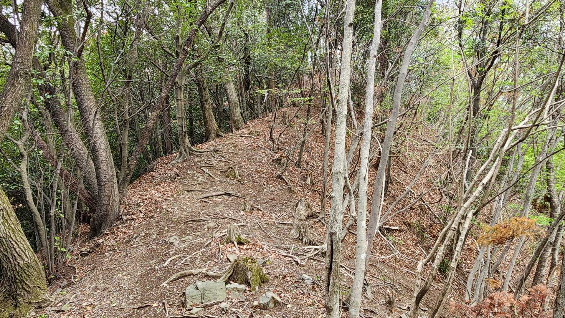 高山御嶽山-日向山-高山バス停-子王山 往復コースの写真
