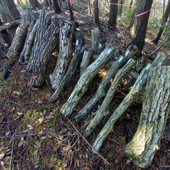 原木シイタケ栽培中🍄