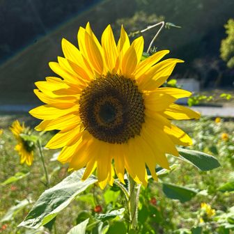 🅿️前で、🌻が歓迎し暮れます。。。٩(๑>ᴗ<๑)۶