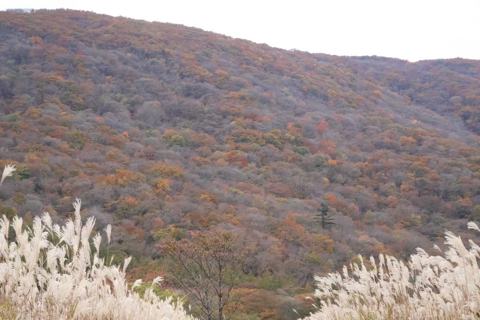 紅葉🍁パッチ🥰