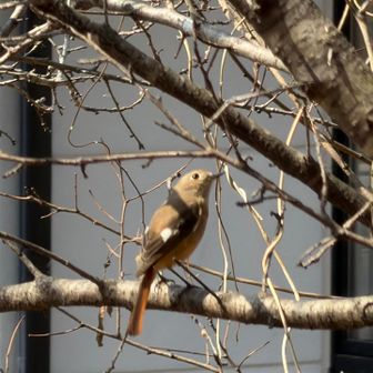 今日は嬉しいことが🥰
初めて鳥ちゃんの撮影に成功！
可愛い🩷
sana8ちゃん、撮影中には必死でくしゃみ堪えててくれた😆