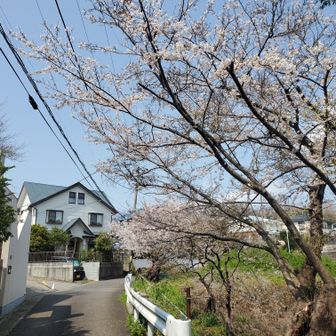 JR田浦方面へ。登山道は終わり道には桜が8部咲き