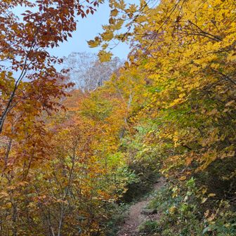 紅葉のトンネルを通ってひたすら下山します。