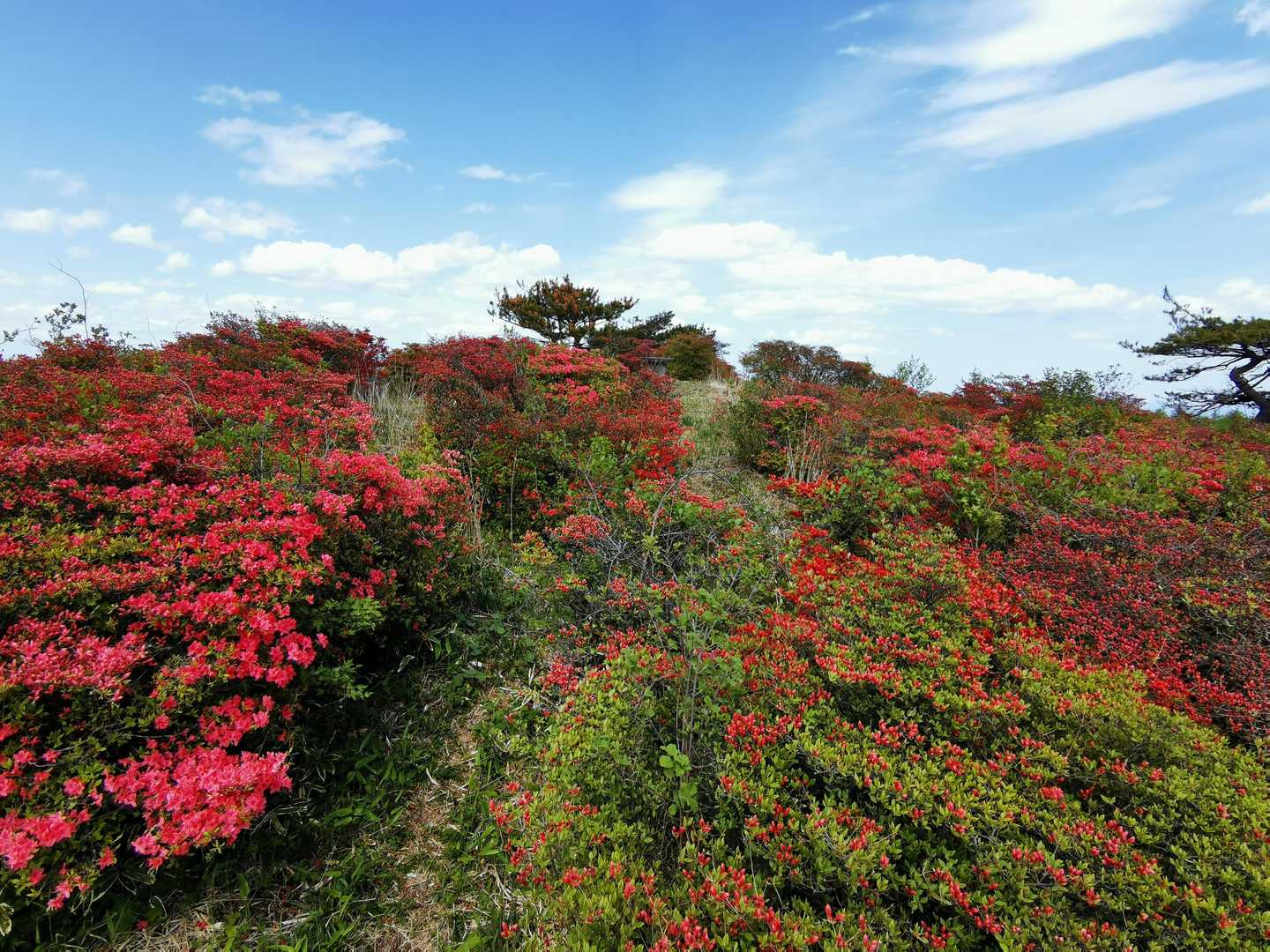 大森山の山頂に到着。
展望台からの眺め！
ちょっと、こっちはまだ早いみたいで、これから咲く模様です。