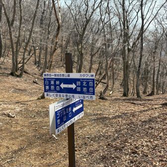 カタクリ峠
ここからコグルミ谷へ降りず、藤原岳へ向かいますよ
頑張らなきゃ💦