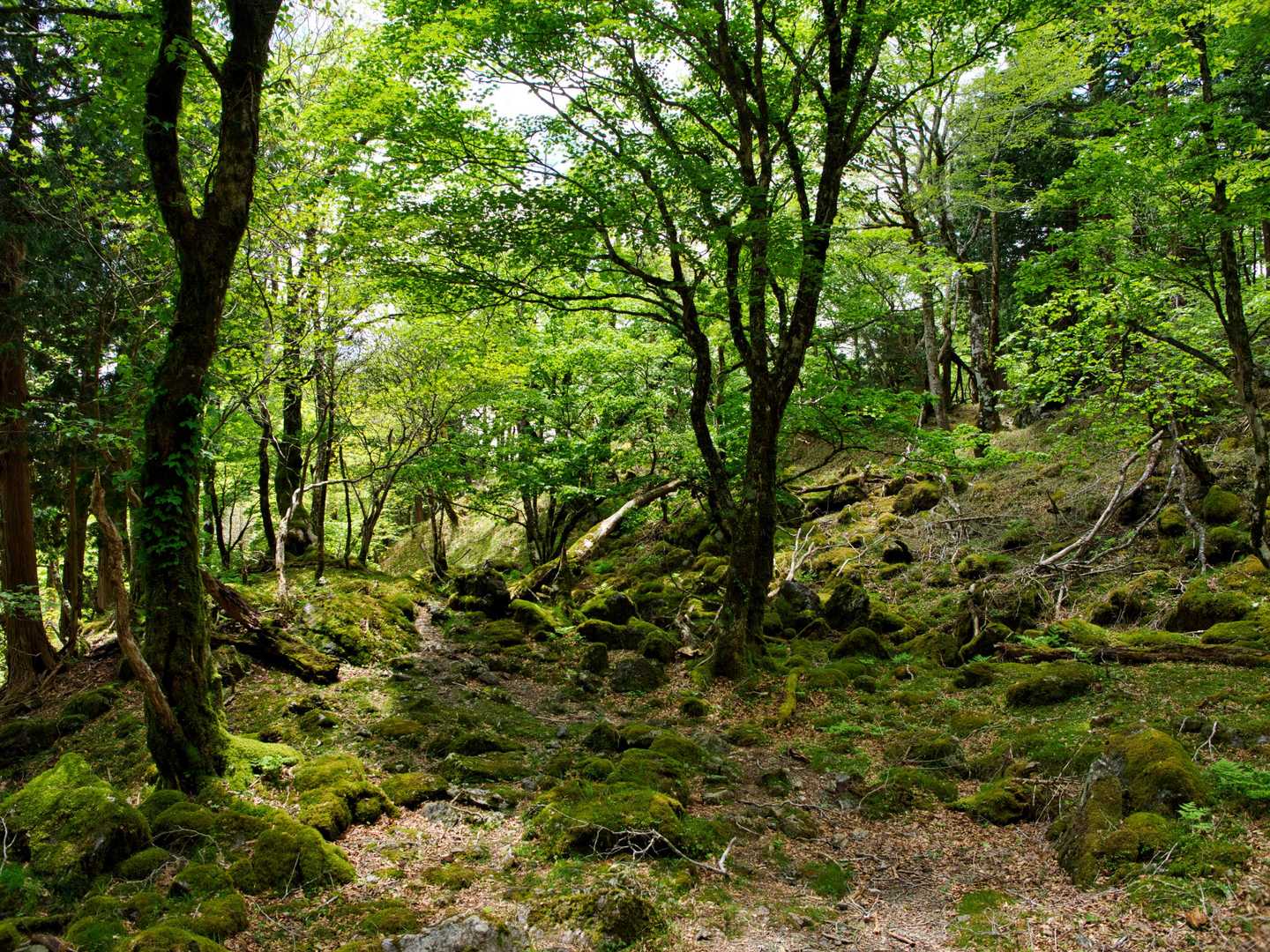 大普賢岳 和佐又〜石の鼻〜山頂〜国見〜七曜　周回コースの写真