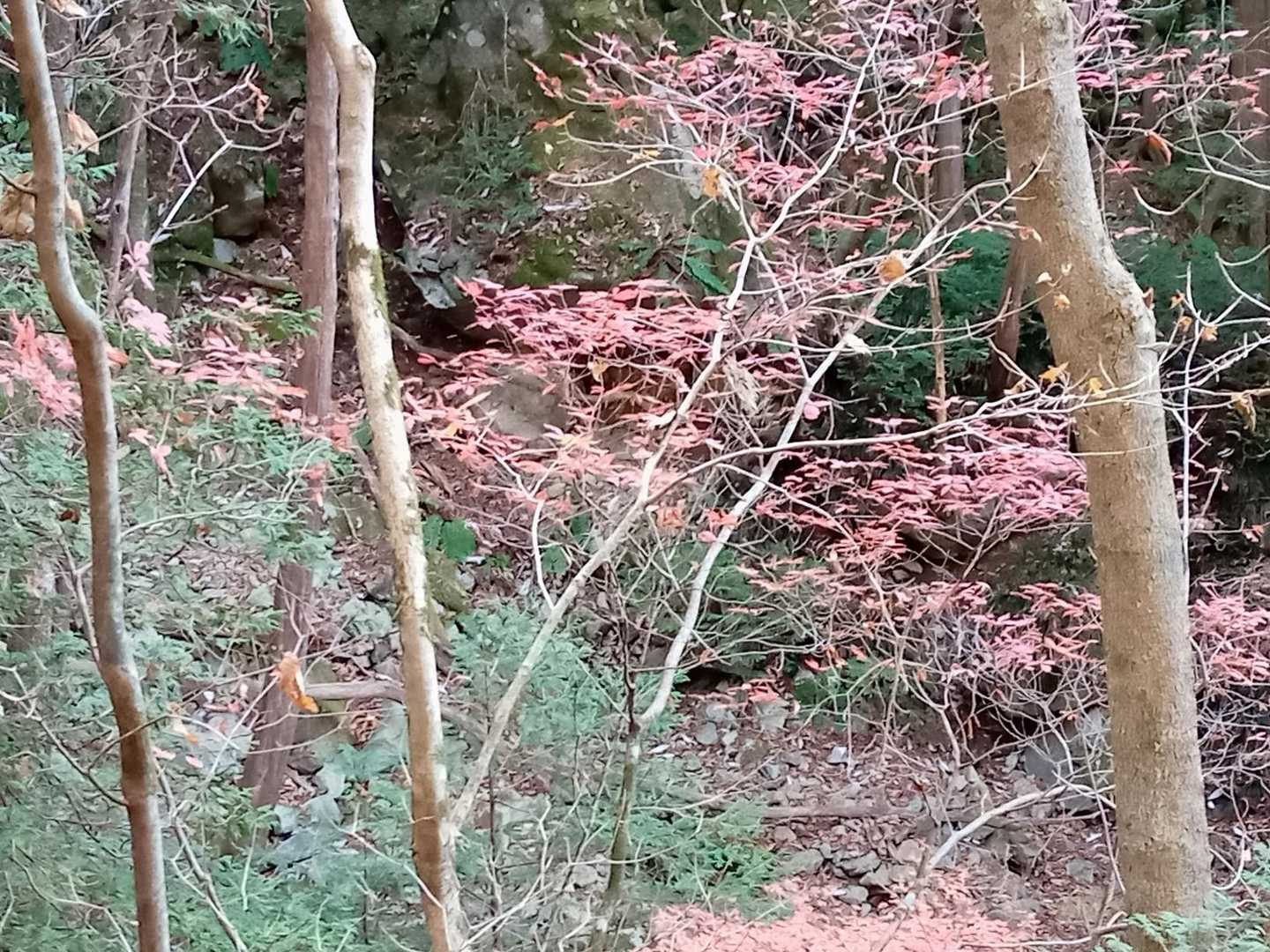 紅葉🍁ギリギリ💦