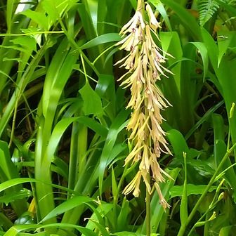 高尾山・陣馬山・景信山 サイハイラン