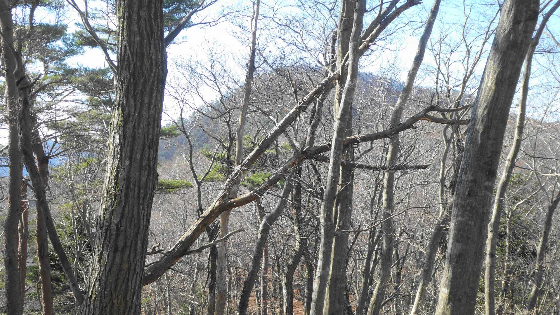 石投山 周回コースの写真