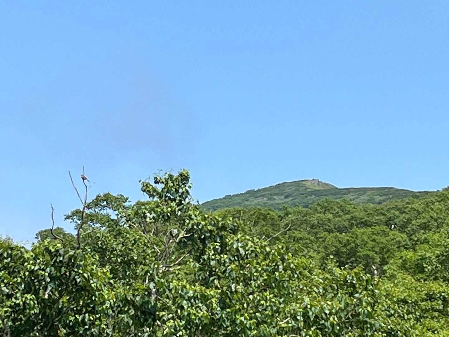 左にウグイスがホーホケキョ🦜
奥の山頂とコラボです