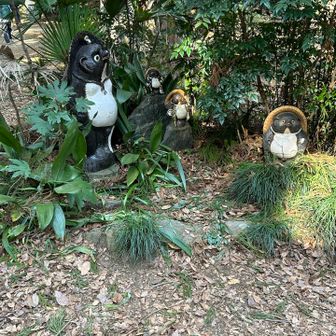 小仏峠にいたタヌキ